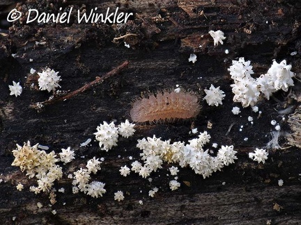 Spiny pins of young Mycena, possibly Mycena spinosissima mushrooms with a caterpillar cruising through it. Seen in Los Santos 
