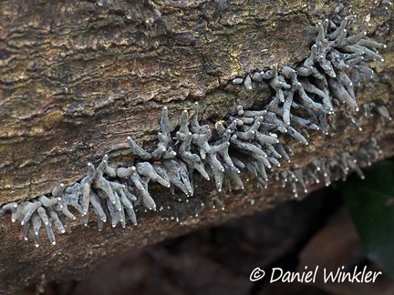 Xylaria sp. fruiting in a nice row