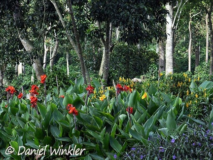 Beautiful garden of the Los Santos coffee farm