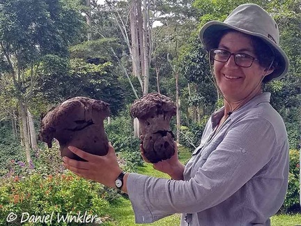 Dr. Tatiana Sanjuan proudly displaying the Calvatia giants