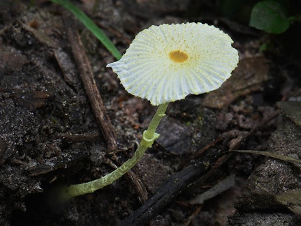 very fragile Leucocoprinus. Not sure if actually L. fragilissima? Los Santos 