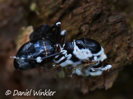 An ant killed by Beauveria sp.
