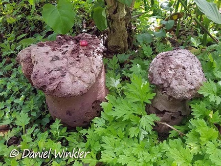 Old gigantic Calvatia fruiting bodies. Check out the Coffee bean for scale. Seen in Los Santos