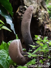 Xylaria giants measuring 15cm / 6 in in height seen in  Los Santos, Santander.