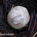Clathrus archeri egg seen in Villa de Leyva