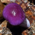 A Cortinarius sp. with a purple viscid cap seen in Chauna