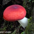 A perfect red Russula seen in Chauna