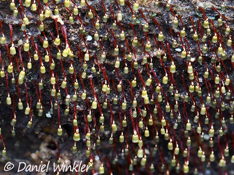 Physarella oblonga patch  CCCr DW Ms.jpg