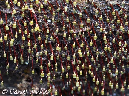 Physarella oblonga patch close up