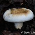 Lactifluus deceptivus, formerly known as Lactarius deceptivus (Peck 1885), the Deceiving milkycap. 