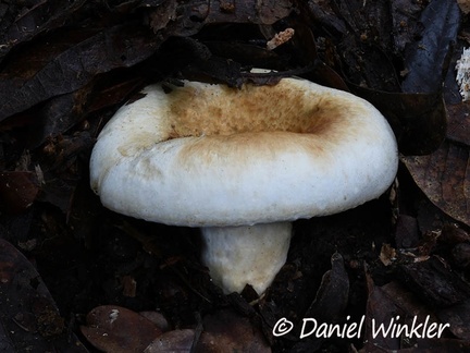 Lactifluus deceptivus, formerly known as Lactarius deceptivus (Peck 1885), the Deceiving milkycap. 