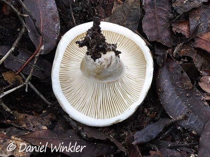 Lactifluus deceptivus gills seen in Chauna's oak forest, Boyacá. Rather broad gills and a unpleasant bitter, spicy taste when fresh are typical. Cooking will neutralize the unpleasant taste and render this milkycap edible. However, my system was not happy