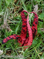 Clathrus archeri seen in Chauna, Boyacá, Colombia