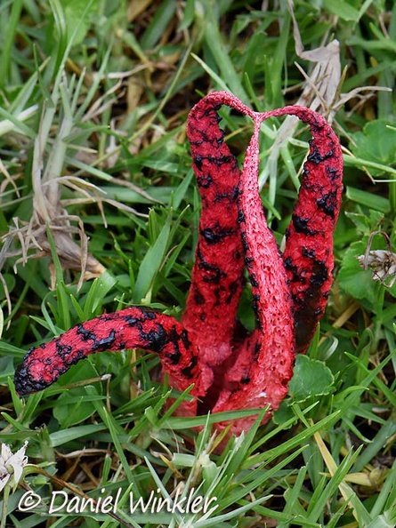 Clathrus archeri Chauna DW Ms.jpg