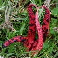 Clathrus archeri seen in Chauna, Boyacá, Colombia