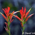Castilleja sp., a paintbrush flowering in Chauna, Boyacá, Colombia
