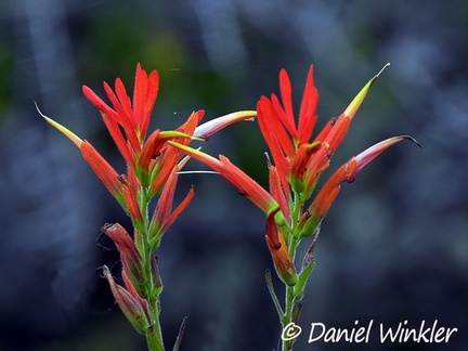 Castilleja sp., a paintbrush flowering in Chauna, Boyacá, Colombia