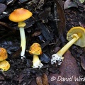 Amanita flavoconica growing in an oak forest in Chauna, Boyacá 