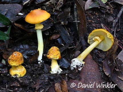 Amanita flavoconica growing in an oak forest in Chauna, Boyacá 