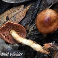 A small Cortinarius sp with salmon brown gills seen in Chauna