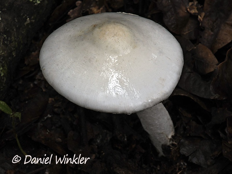 Amanita all white Chauna DW Ms.jpg