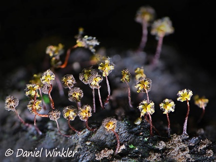 Physarella oblonga slime mold after it popped to release its spores, Rio Claro, Antiqua, Colombia