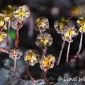 Physarella oblonga slime mold close up, after it popped to release its spores, Rio Claro, Antiqua, Colombia
