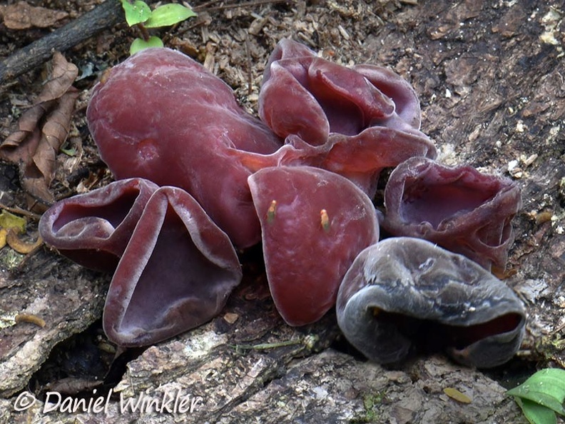 Auricularia cornea old LosSantos DW Ms.jpg