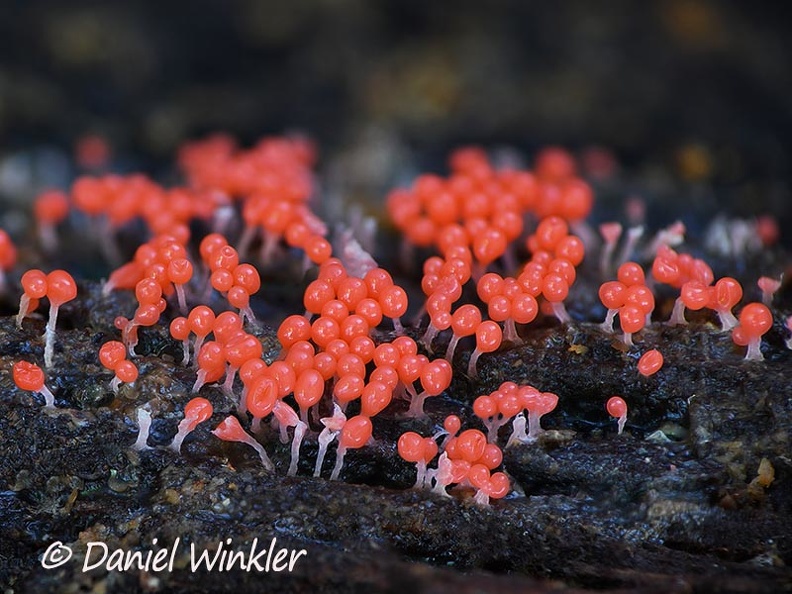 Trichia decipiens Slime mold Chauna DW Ms.jpg