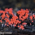 Trichia decipiens Slime mold in Chauna