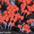 Trichia decipiens slime detail mold in Chauna