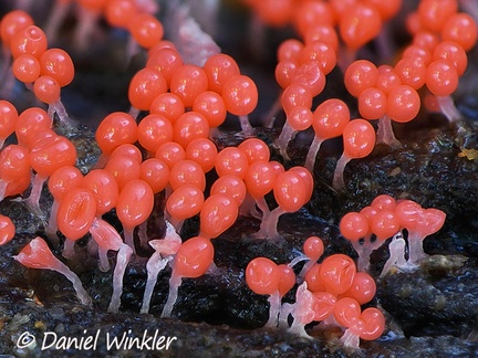Trichia decipiens slime detail mold in Chauna