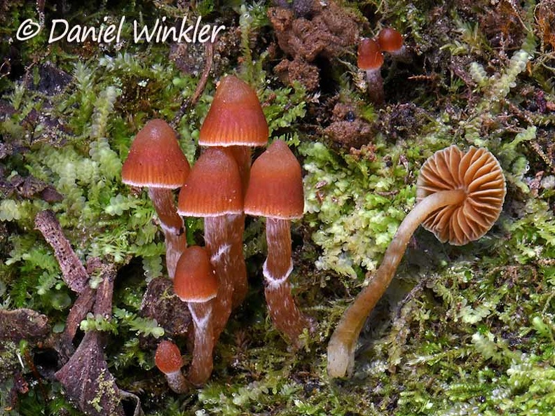 Galerina Disp Chauna DW Ms.jpg