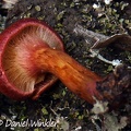 Cortinarius sp, nicely red when young, Chauna, Boyaca