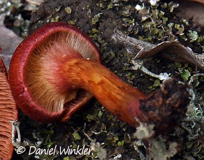 Cortinarius sp, nicely red when young, Chauna, Boyaca
