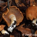 A beige-brown Cortinarius sp. seen in Chauna