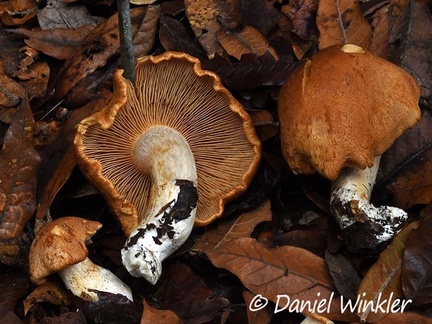 A beige-brown Cortinarius sp. seen in Chauna