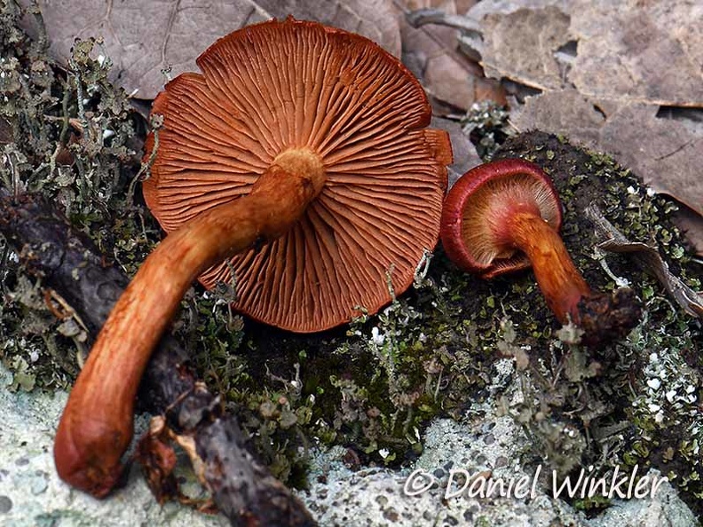Cortinarius brown red cortina Chauna DW Ms.jpg