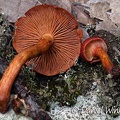 Cortinarius sp, mostly brown when mature but more red when young, check out this cortina. Seen in Chauna