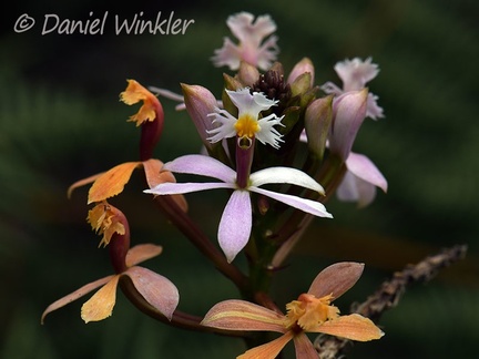 An Orchid seen in Chauna