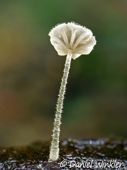 Marasmius white minute HA Rio Claro edD DW Ms.jpg