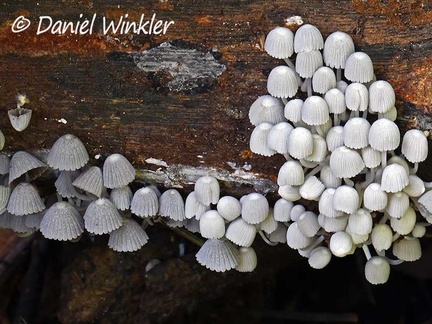 Coprinellus disseminatus in Rio Claro, Antioquia