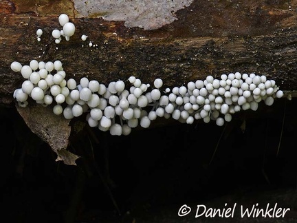 Coprinellus disseminatus seen in Rio Claro, Antioquia