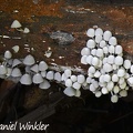 Coprinellus disseminatus seen in Rio Claro