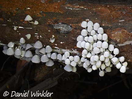 Coprinellus disseminatus seen in Rio Claro