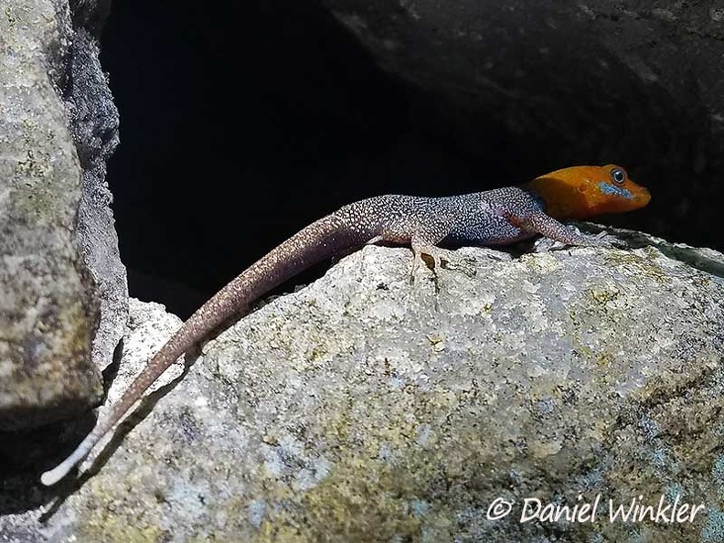 Lizzard blue cheek orange head DW Ms.jpg