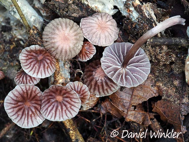 Mycena holoporphyra Disp Rio Claro DW Ms.jpg