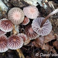 The ubiquitous Mycena holoporphyra seen in Rio Claro