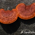 Pycnoprus Trametes sanguineus in Rio Claro