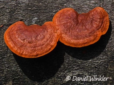 Pycnoprus Trametes sanguineus in Rio Claro